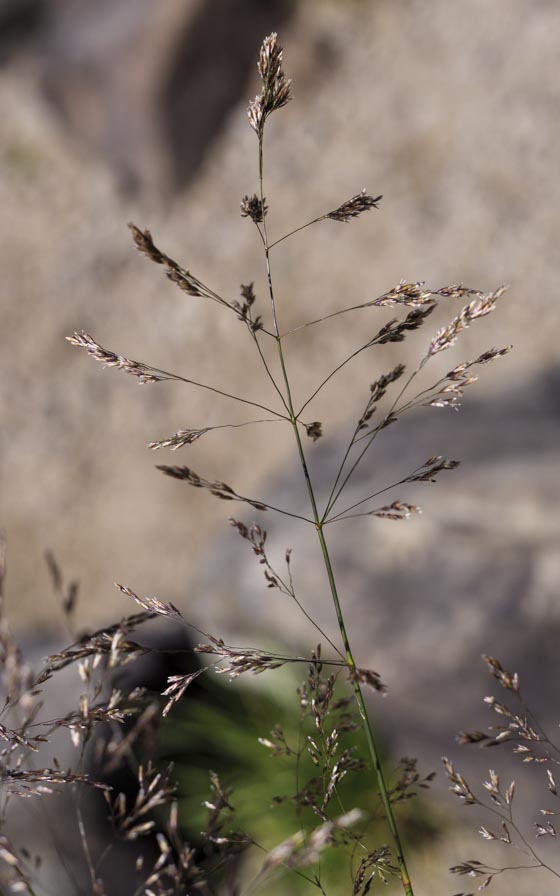 Deschampsia cespitosa ? s